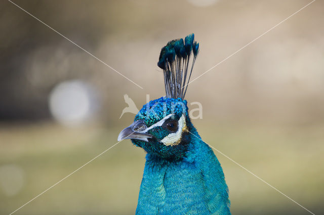 Blauwe pauw (Pavo cristatus)