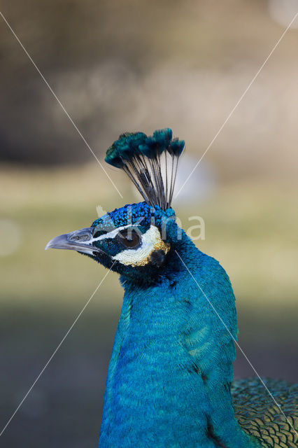 Blauwe pauw (Pavo cristatus)