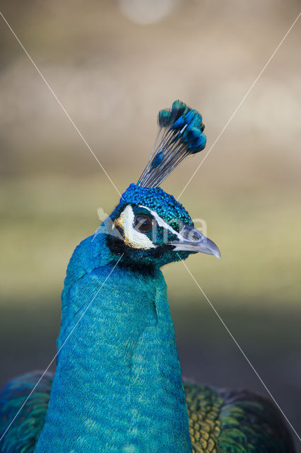 Blauwe pauw (Pavo cristatus)