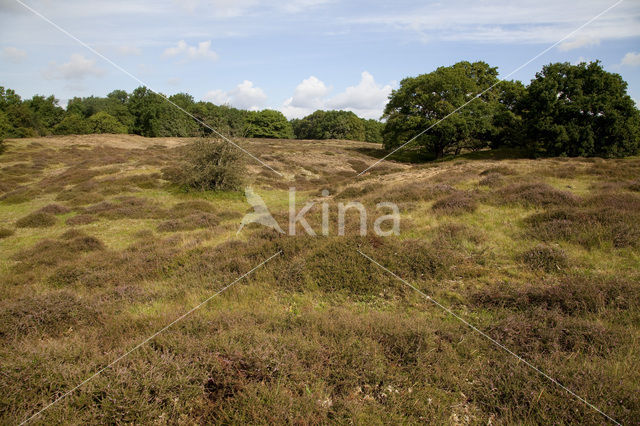 Borkener Paradies