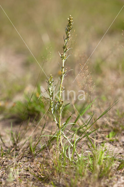 Bosdroogbloem (Gnaphalium sylvaticum)