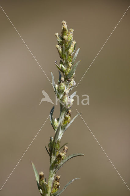 Bosdroogbloem (Gnaphalium sylvaticum)