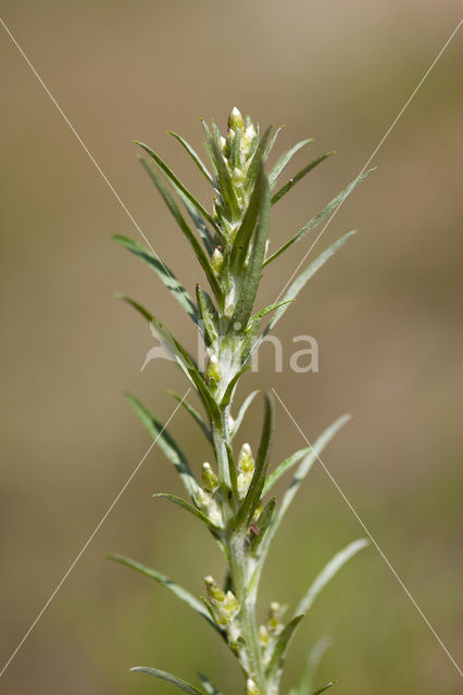 Bosdroogbloem (Gnaphalium sylvaticum)