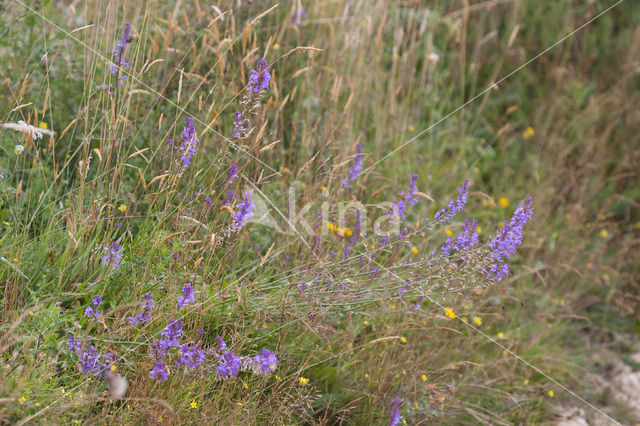 Brandlobelia (Lobelia urens)