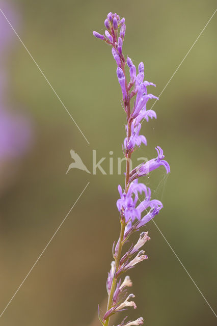 Brandlobelia (Lobelia urens)