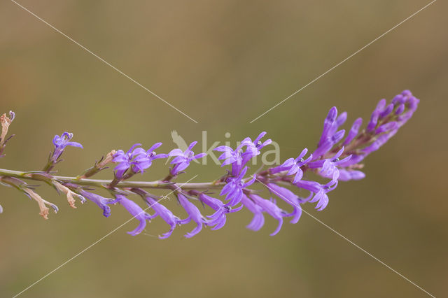 Brandlobelia (Lobelia urens)