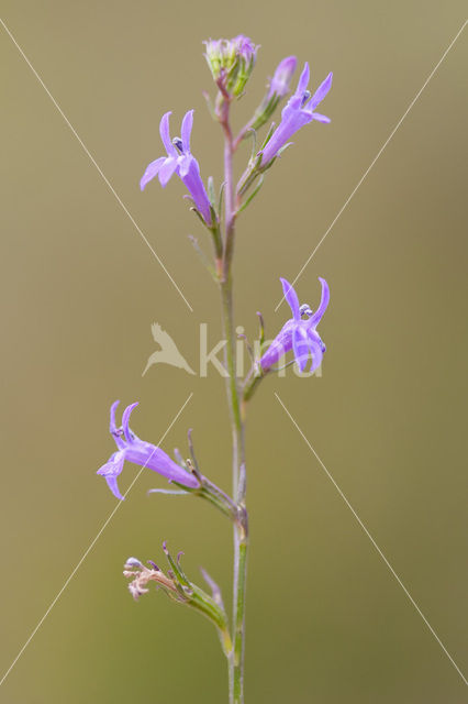 Brandlobelia (Lobelia urens)