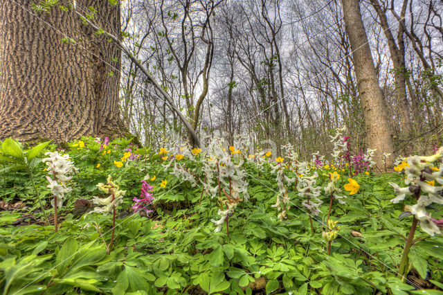 Corydalis spec.