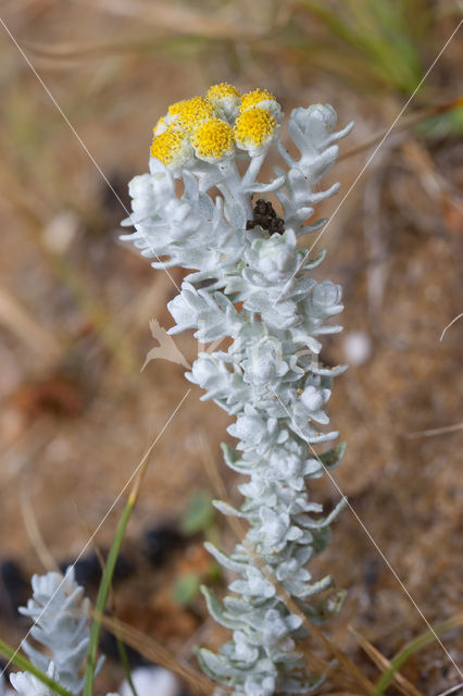 Cottonweed (Otanthus maritimus)