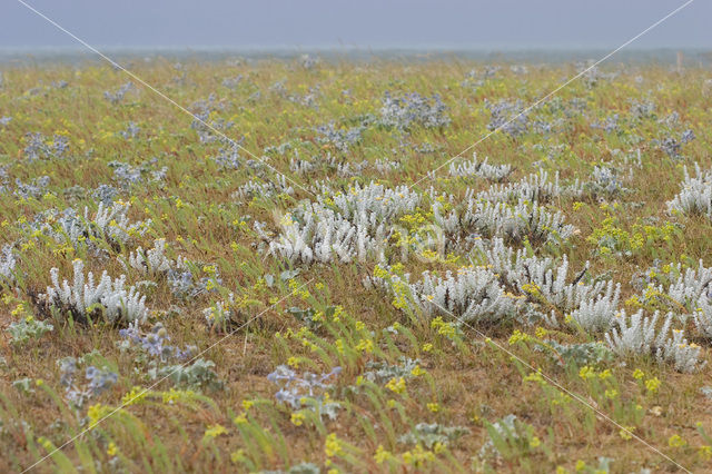 Cottonweed (Otanthus maritimus)