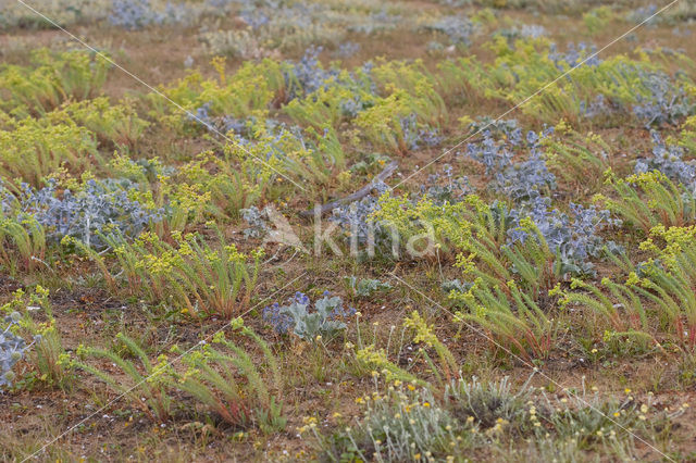 Cottonweed (Otanthus maritimus)