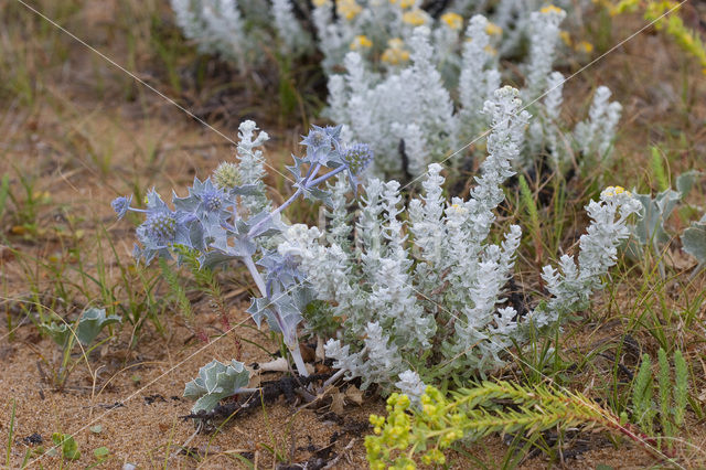 Cottonweed (Otanthus maritimus)