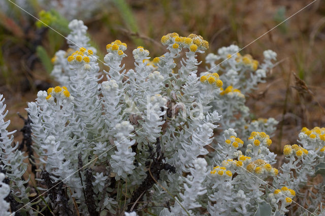 Cottonweed (Otanthus maritimus)