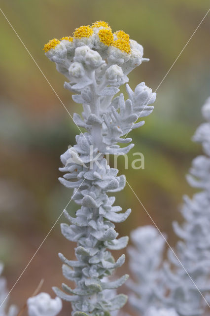 Cottonweed (Otanthus maritimus)