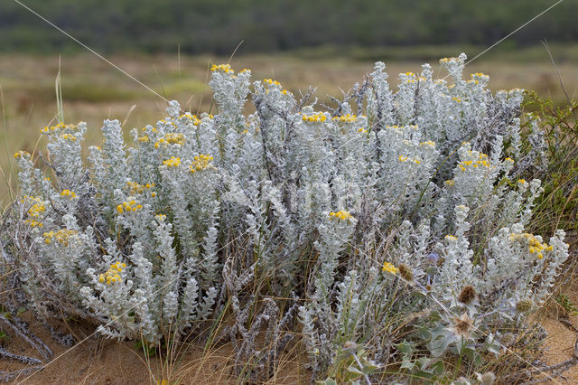 Cottonweed (Otanthus maritimus)