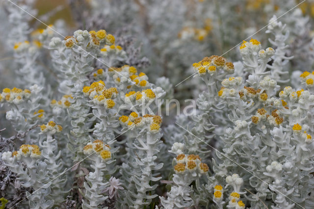 Cottonweed (Otanthus maritimus)