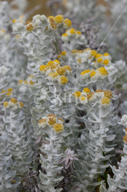 Cottonweed (Otanthus maritimus)