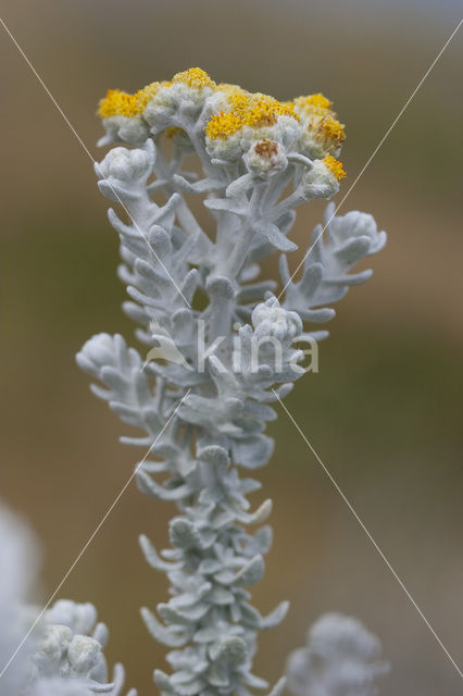 Cottonweed (Otanthus maritimus)