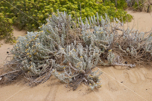 Cottonweed (Otanthus maritimus)