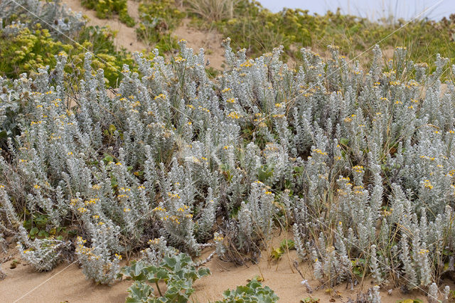 Cottonweed (Otanthus maritimus)