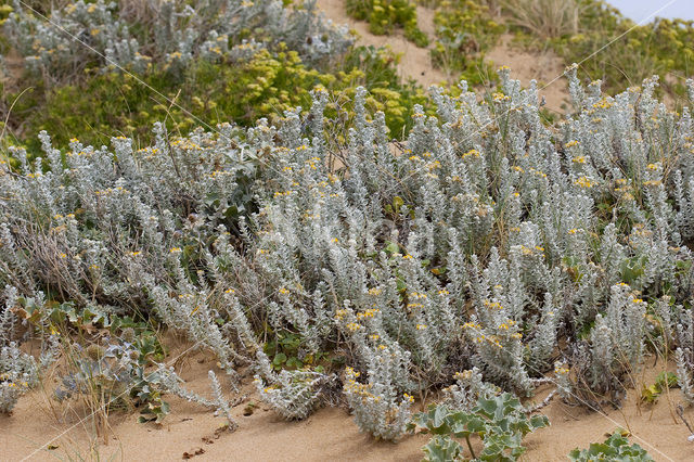 Cottonweed (Otanthus maritimus)