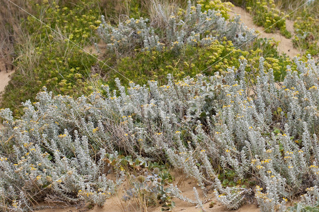 Cottonweed (Otanthus maritimus)