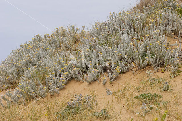 Cottonweed (Otanthus maritimus)