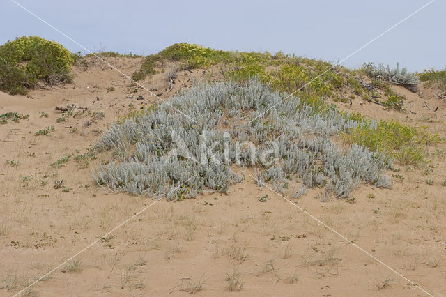 Cottonweed (Otanthus maritimus)