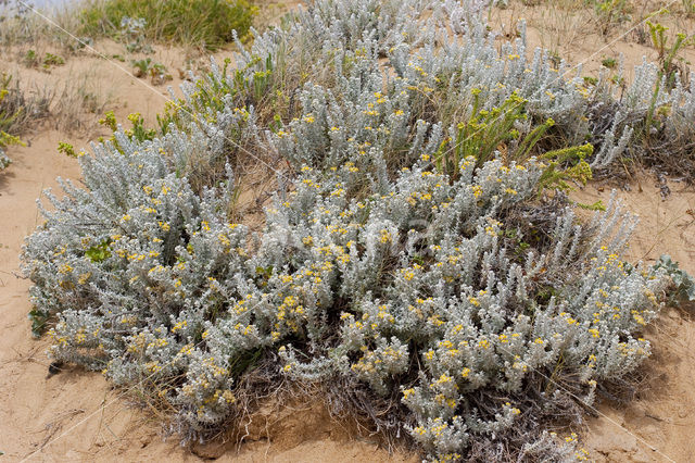 Cottonweed (Otanthus maritimus)