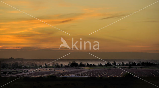 Dakhla Oasis