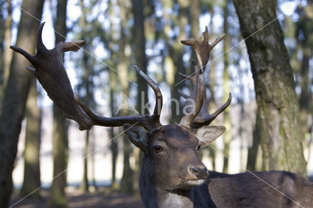 Fallow Deer (Dama dama)