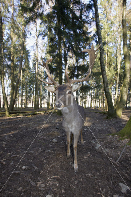 Fallow Deer (Dama dama)