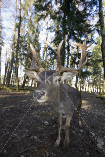 Fallow Deer (Dama dama)