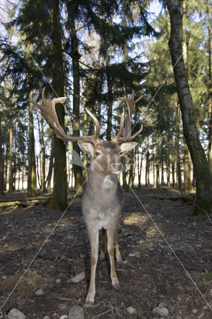 Fallow Deer (Dama dama)