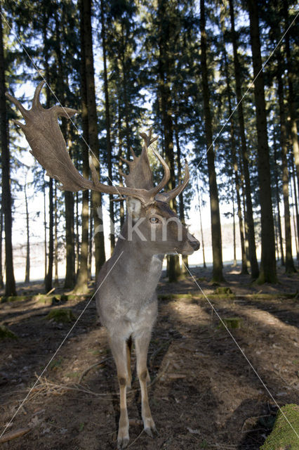 Fallow Deer (Dama dama)