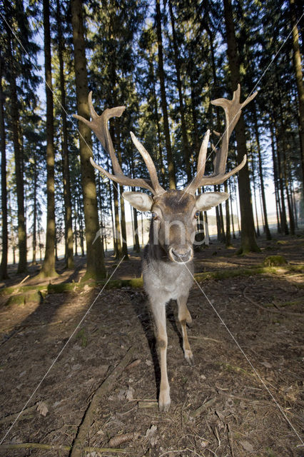 Fallow Deer (Dama dama)