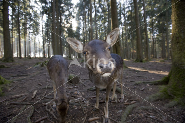 Fallow Deer (Dama dama)