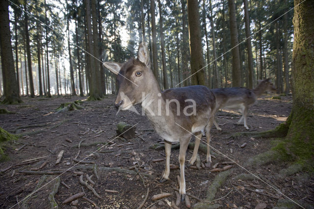 Fallow Deer (Dama dama)