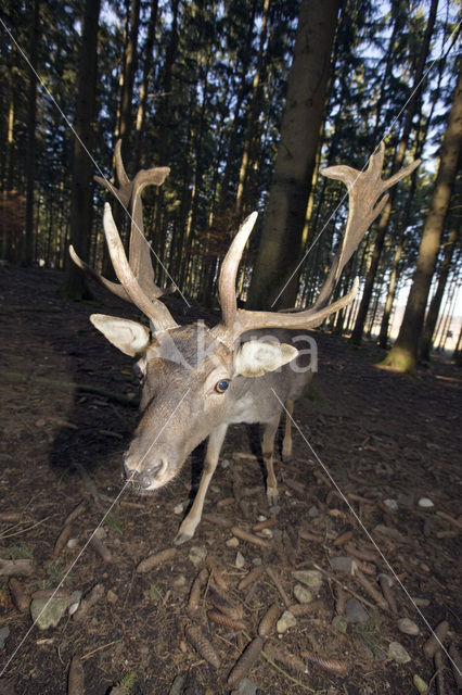 Fallow Deer (Dama dama)