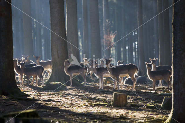 Fallow Deer (Dama dama)