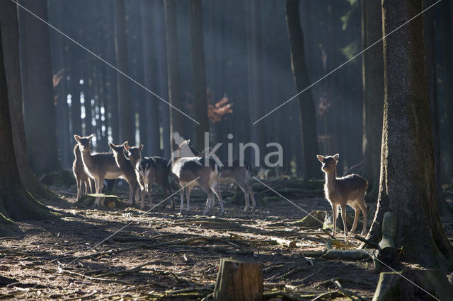 Fallow Deer (Dama dama)