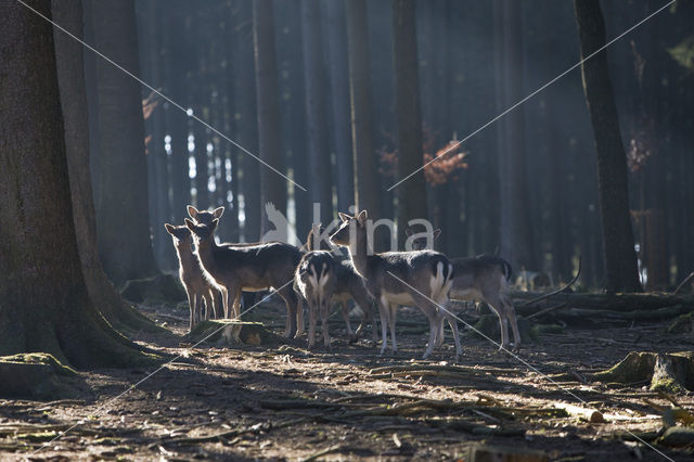 Fallow Deer (Dama dama)