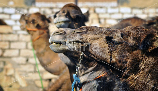 Dromedary (Camelus dromedarius)