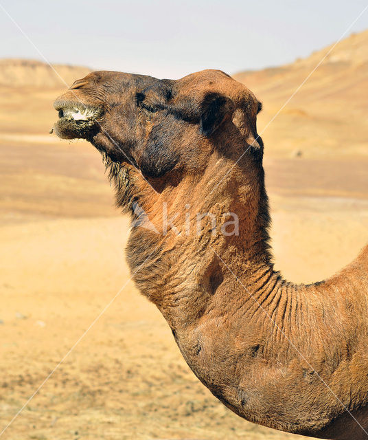 Dromedary (Camelus dromedarius)