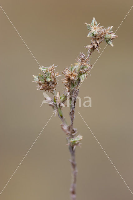 Small Cudweed (Filago minima)