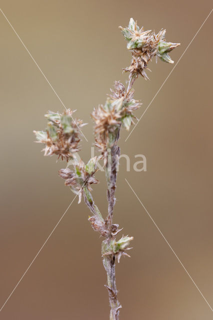 Small Cudweed (Filago minima)