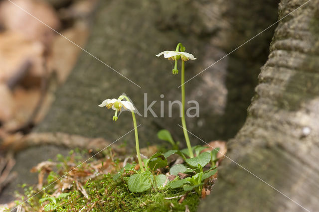 Eenbloemig wintergroen (Moneses uniflora)