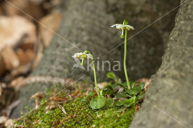 Eenbloemig wintergroen (Moneses uniflora)