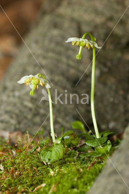 Eenbloemig wintergroen (Moneses uniflora)