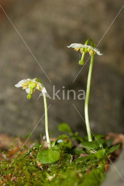 Eenbloemig wintergroen (Moneses uniflora)